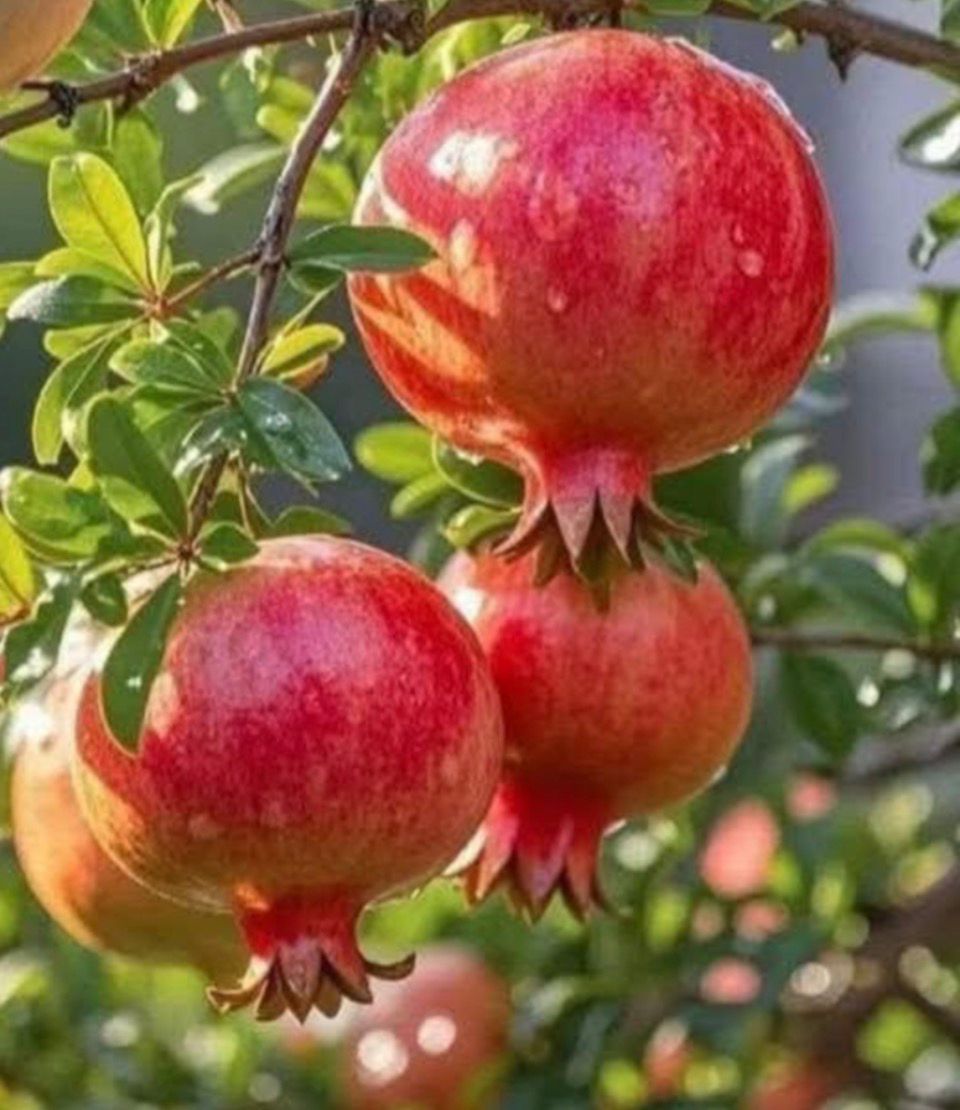 Fruto de la Tierra