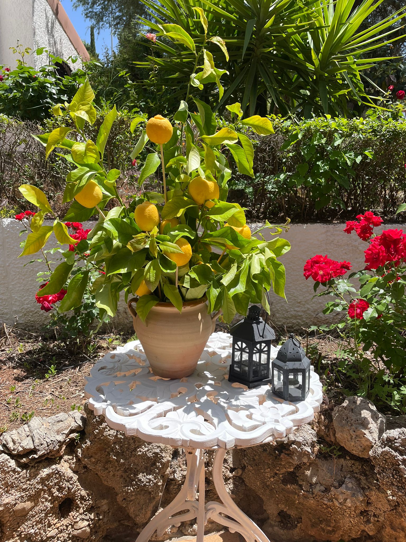 Naturaleza Viva