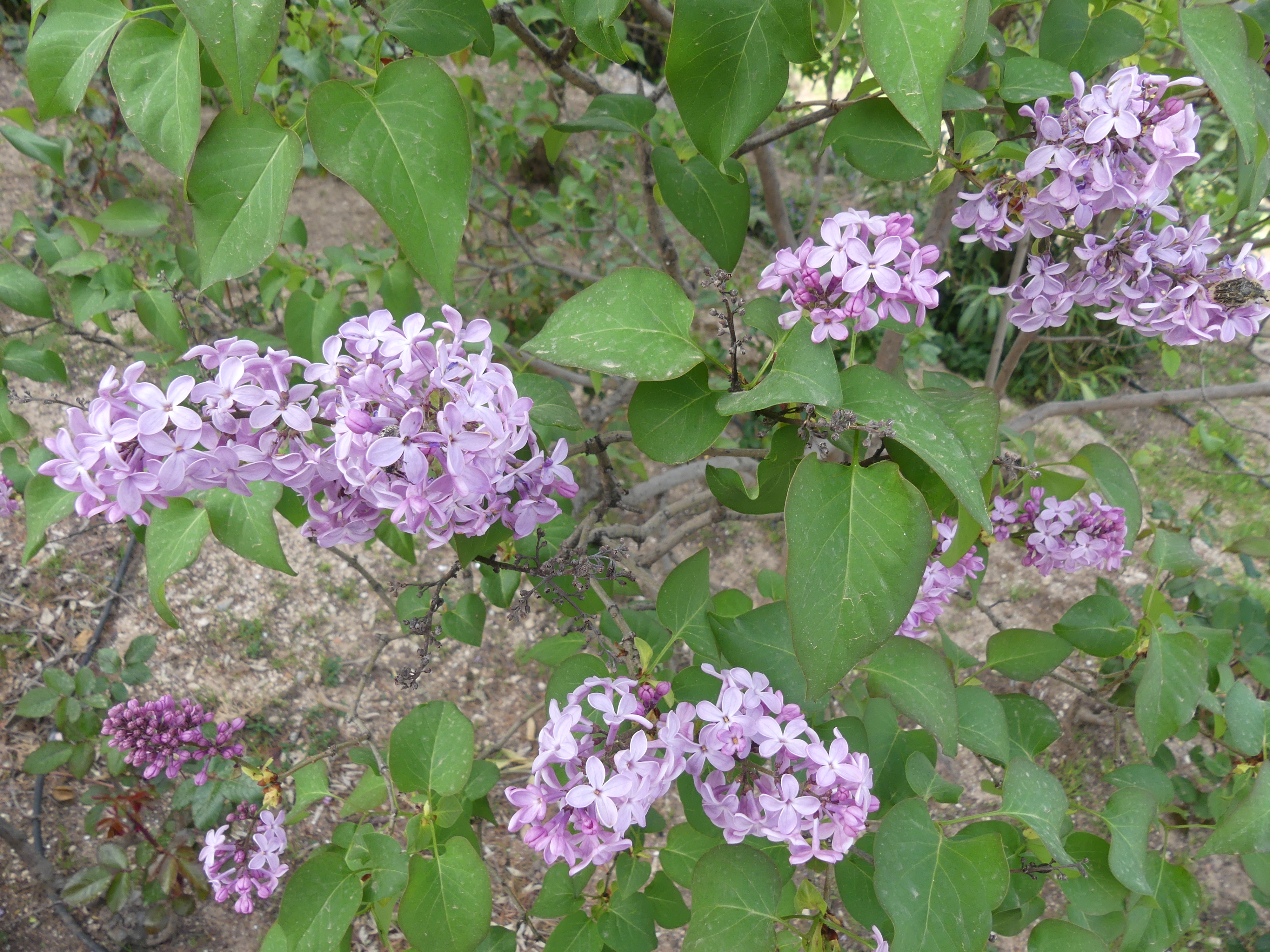 Rincón de Flores